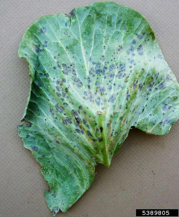 Washington Carver and the Fungal Plant Disease Survey